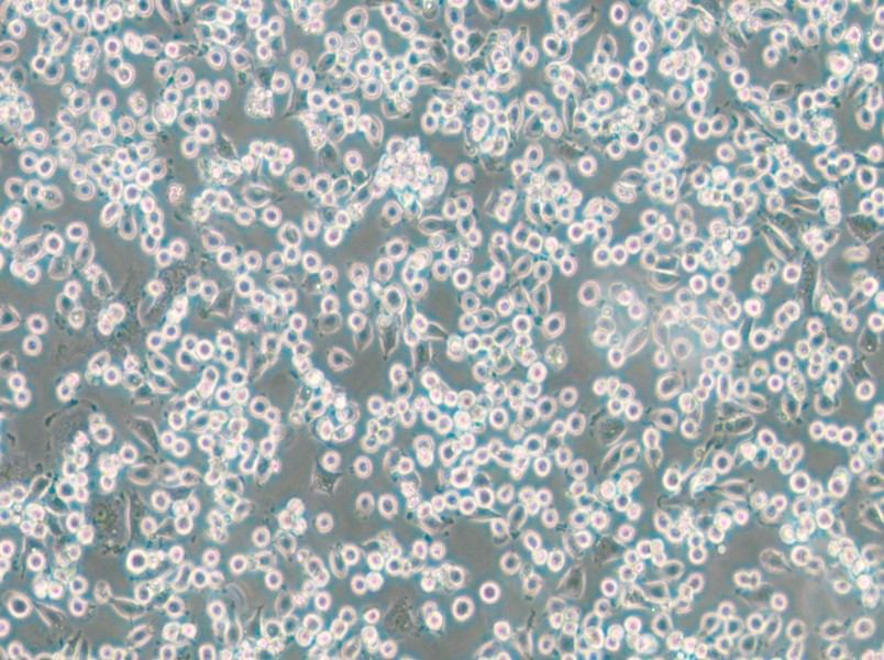 NCTC 1469 Cell Complete Medium - small - 5