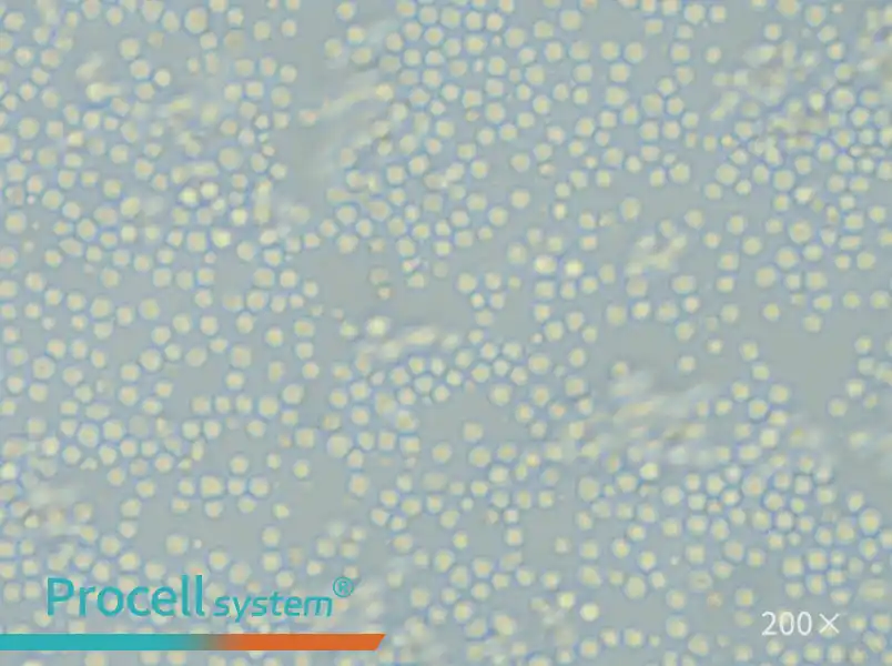 L1210 Cell Complete Medium - small - 5