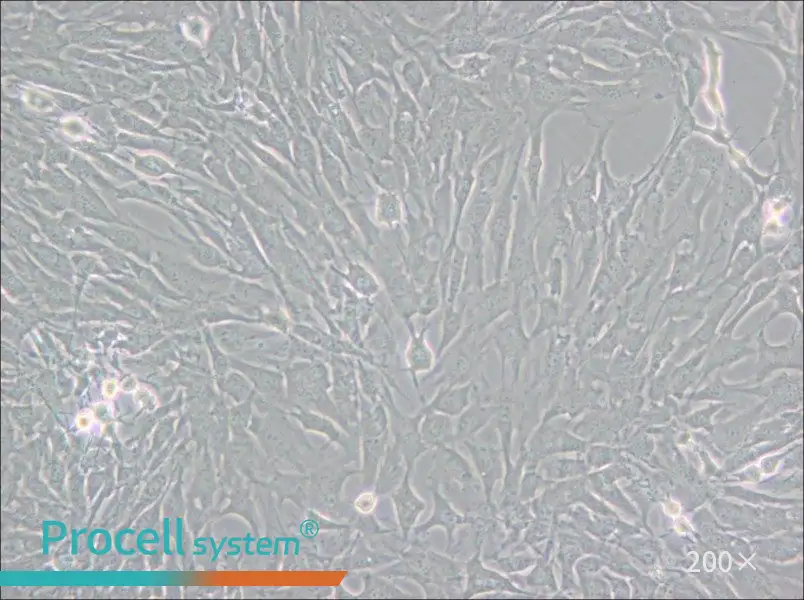 GC-2spd(ts) Cell Complete Medium - small - 5