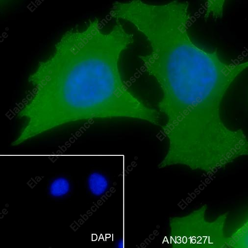Recombinant PHB2 Monoclonal Antibody - 2