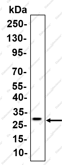 Recombinant MRPS18B Monoclonal Antibody - 1
