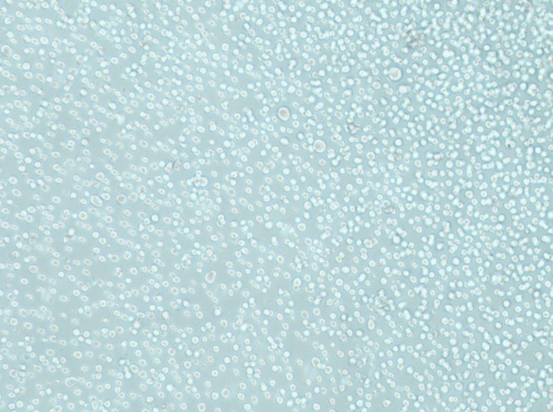 LAMA-84 Cell Complete MediumLAMA-84 Cell Complete Medium - 2