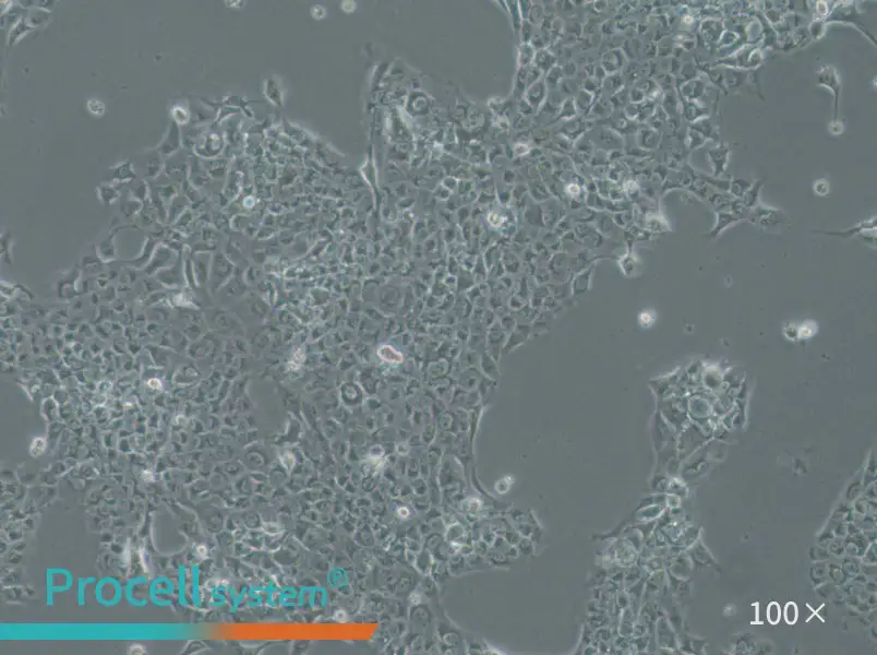 SAS Cell Complete Medium - 3
