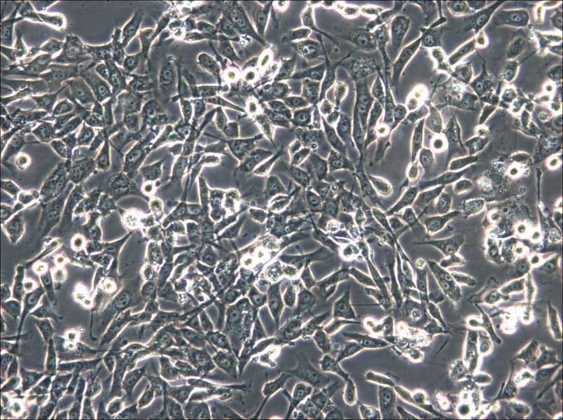 HS-5 Cell Complete Medium - 4