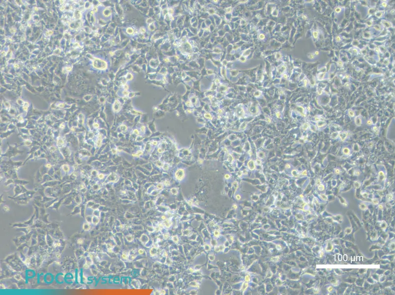 HL-1 Cell Complete MediumHL-1 Cell Complete Medium - 3