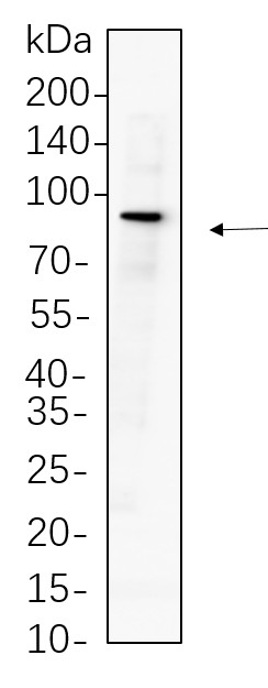 Recombinant Mitofusin-2 Monoclonal Antibody-searchlist-1