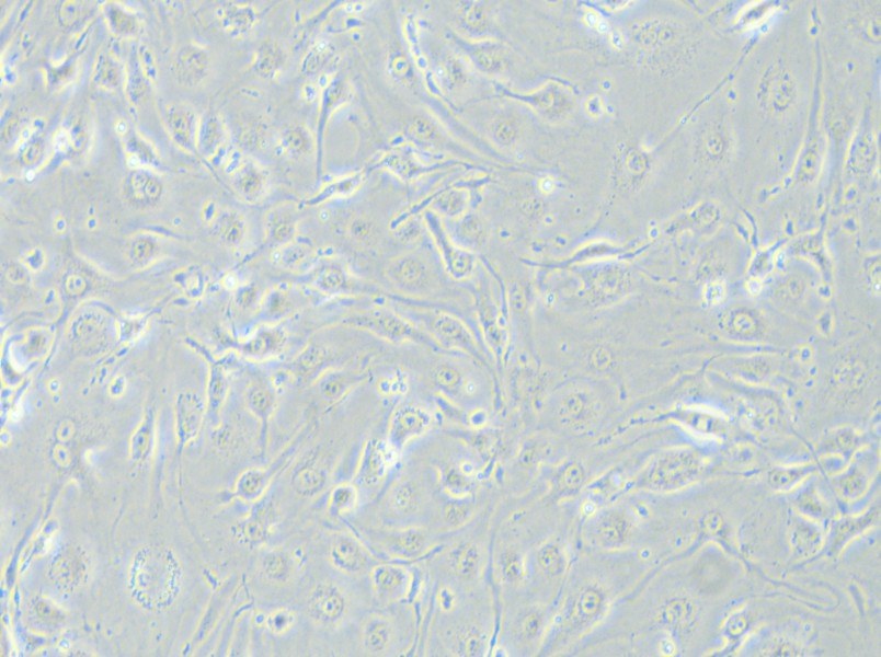 bEnd.3 [BEND3] Cell Complete Medium - 5