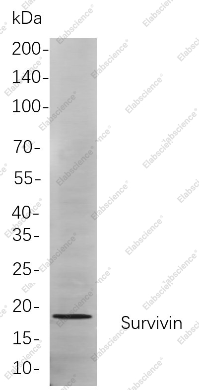 Recombinant Survivin Monoclonal Antibody - 1