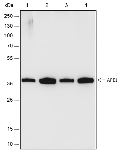 Recombinant APE1 Monoclonal Antibody - small - 1