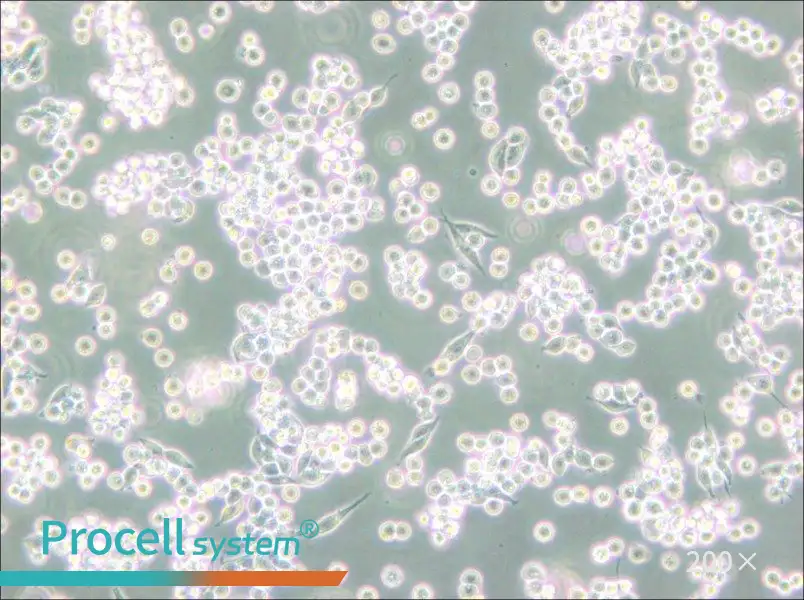 B95-8 Cell Complete Medium - small - 4