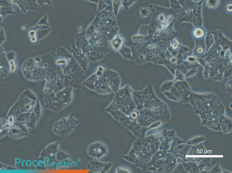 NCI-H1395 - 5