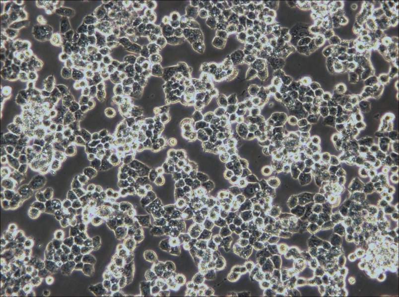 COV434 Cell Complete Medium - 6