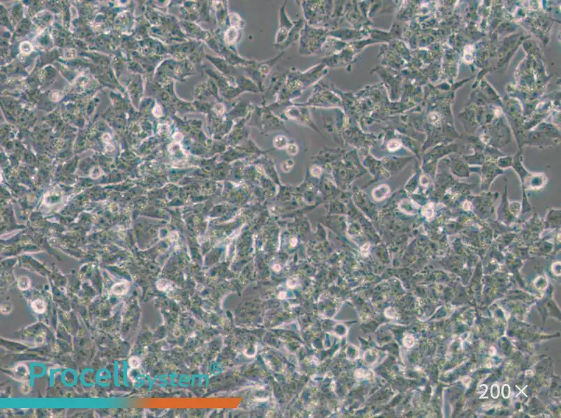 Kelly Cell Complete Medium - small - 5