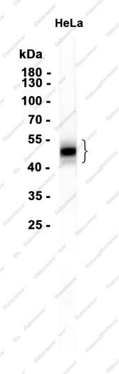 Recombinant PD-L1 Monoclonal Antibody - 1