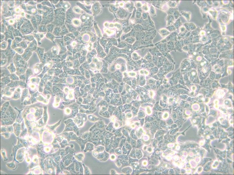 HEC-1-B Cell Complete Medium - 6