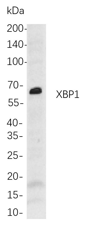 Recombinant XBP1 Monoclonal Antibody-searchlist-1