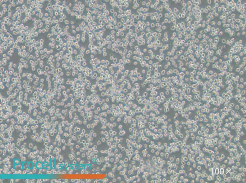 OPM2 Cell Complete MediumOPM2 Cell Complete Medium - 2