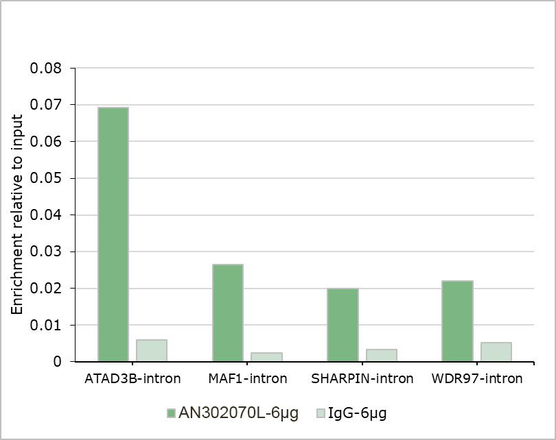 Recombinant DNMT3B Monoclonal Antibody-searchlist-2