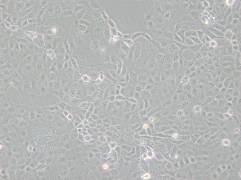 HaK Cell Complete Medium - small - 6