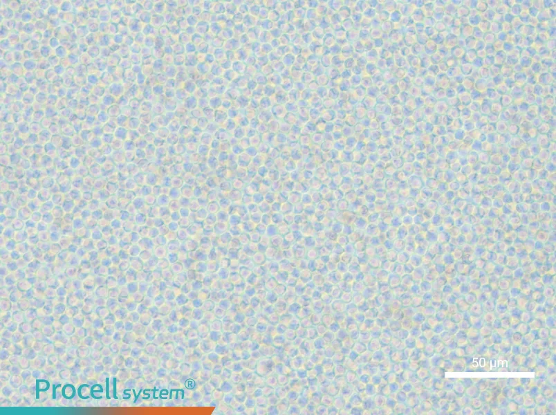 OCI-AML-2 - 5