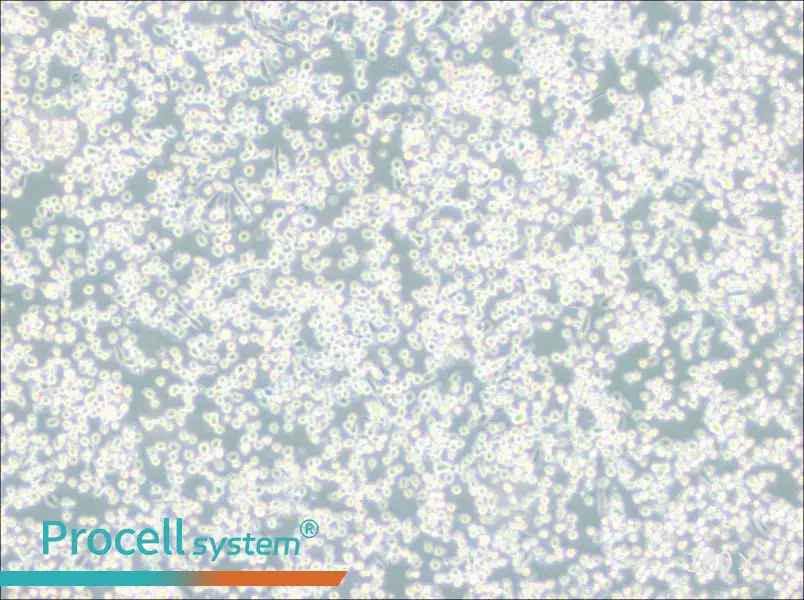 M-07e Cell Complete MediumM-07e Cell Complete Medium - 3