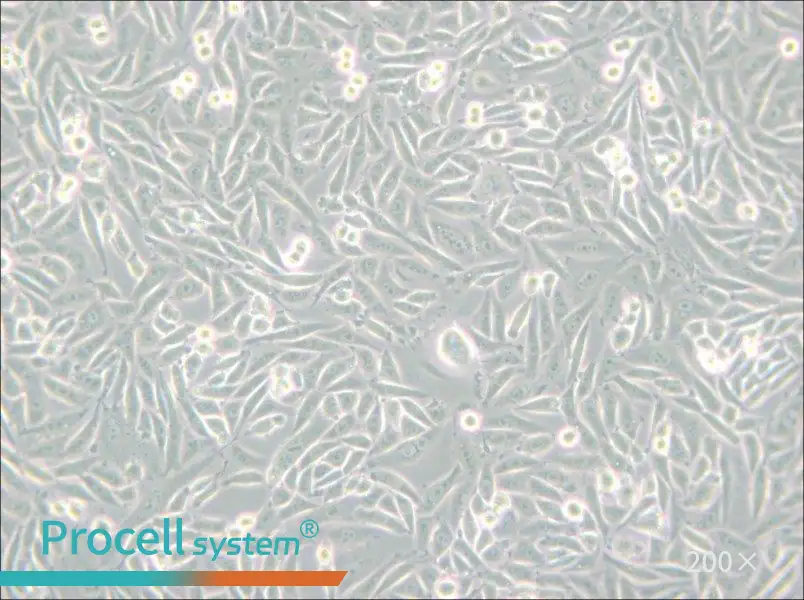 CHO-K1 Cell Complete Medium - small - 4