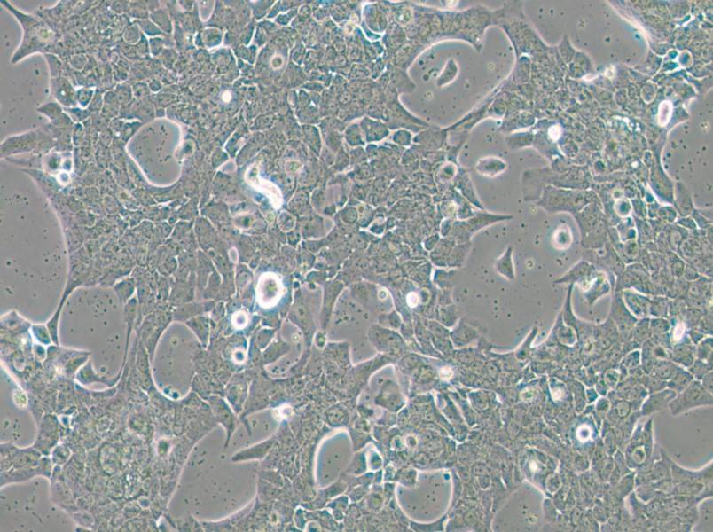 UPCI-SCC-090 Cell Complete Medium - small - 6