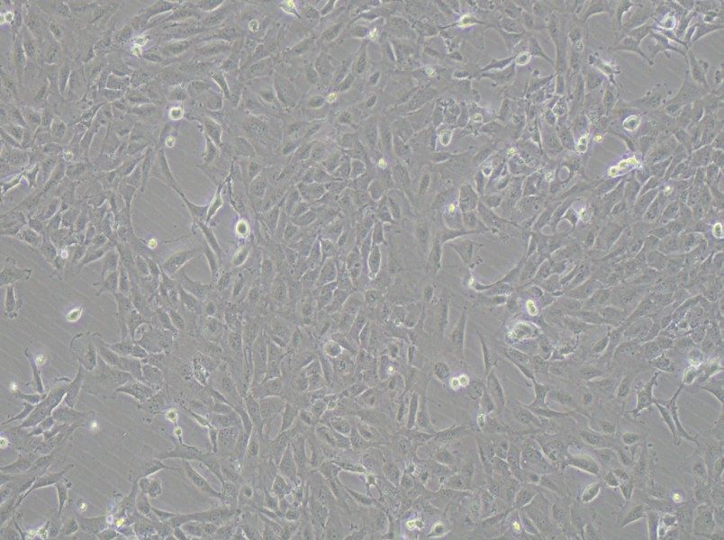 12Z Cell Complete Medium-searchlist-1