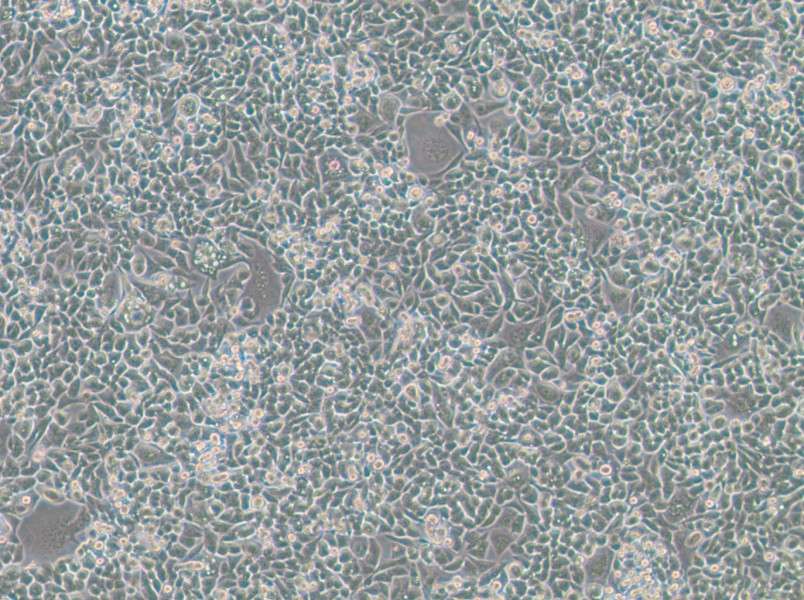 HCT-15-TAX Cell Complete MediumHCT-15-TAX Cell Complete Medium - 3