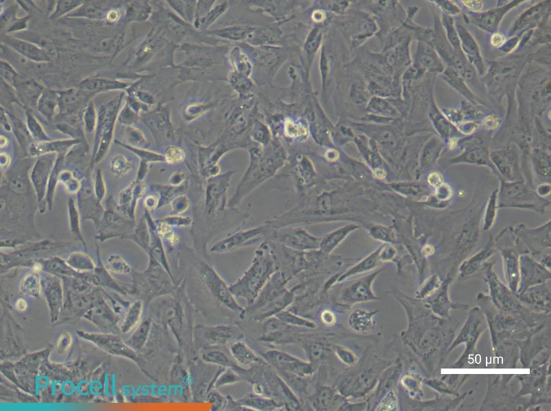 Mouse Preadipocyte Complete Medium - small - 5