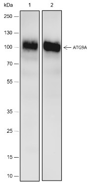 Recombinant ATG9A Monoclonal Antibody-searchlist-1