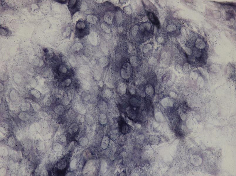 Rat Osteoblast Complete MediumRat Osteoblast Complete Medium - 2