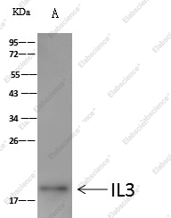 IL3 Monoclonal Antibody - 2