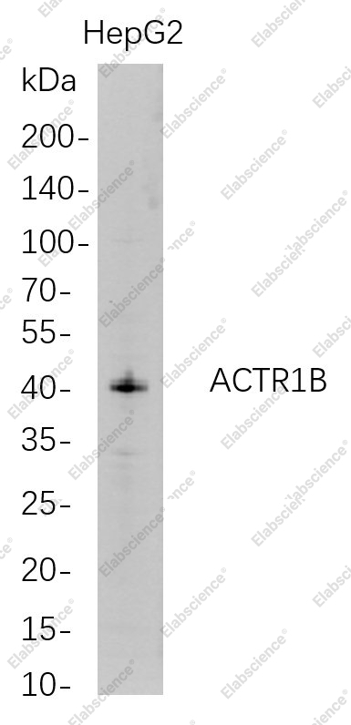 Recombinant ACTR1B Monoclonal Antibody - 1