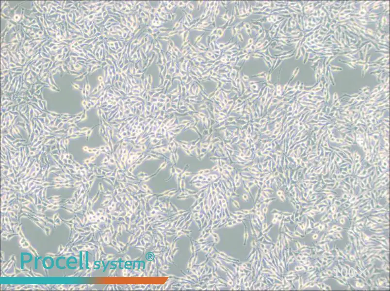 B16 Cell Complete Medium - 3