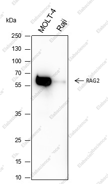 Recombinant RAG2 Monoclonal Antibody - 1