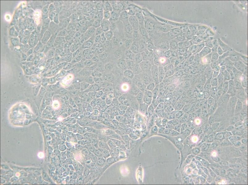 Capan-2 Cell Complete Medium - small - 4