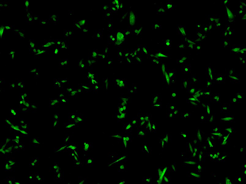 MDA-MB-231-GFP (L15) Cell Complete Medium-searchlist-1