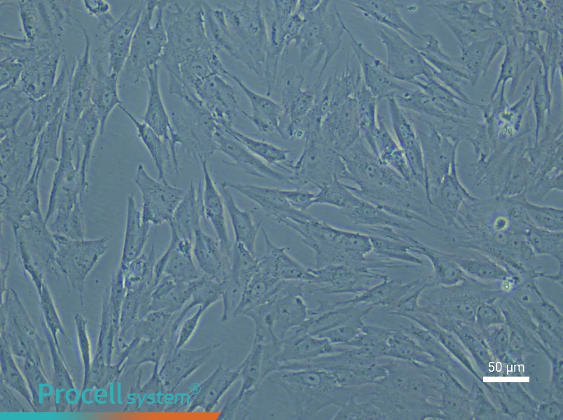 Porcine Skeletal Muscle Satellite Cell Complete MediumPorcine Skeletal Muscle Satellite Cell Complete Medium - 6