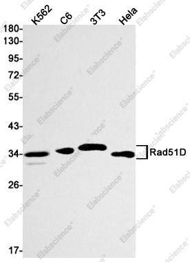 Recombinant Rad51D Monoclonal Antibody - 1