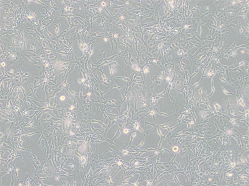 BT-20 Cell Complete Medium - 3