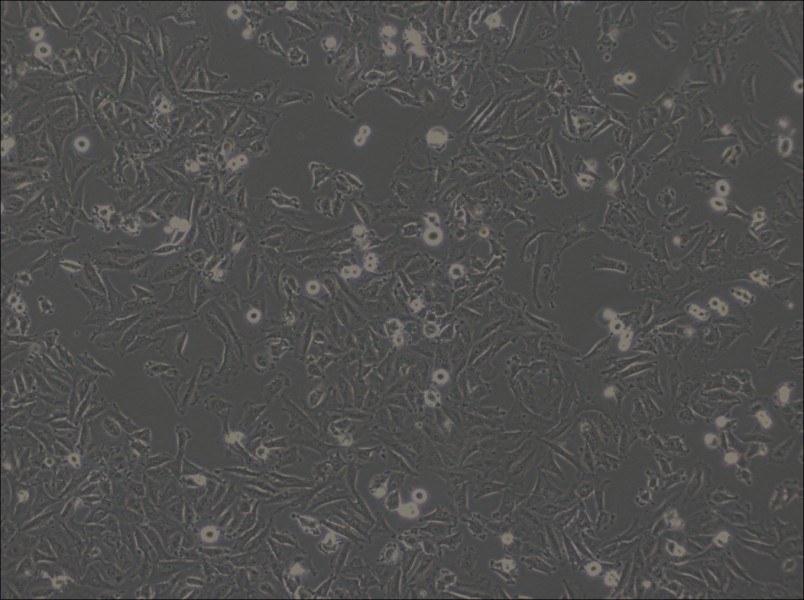 LN-18 Cell Complete Medium - 2