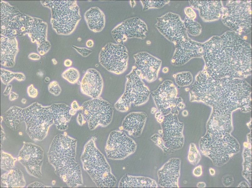 NCI-H1944 Cell Complete Medium-searchlist-1