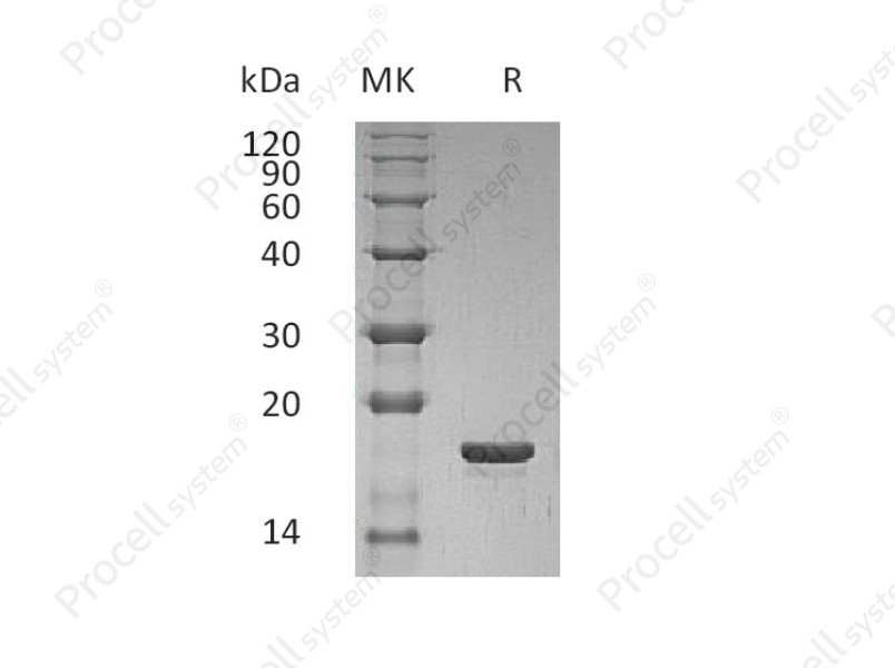 LIF, Human, Recombinant