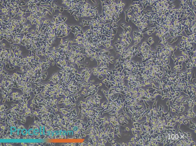 CW-2 Cell Complete MediumCW-2 Cell Complete Medium - 2