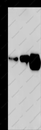 CUEDC2 Polyclonal Antibody - 1