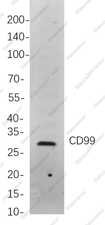 Recombinant CD99 Monoclonal Antibody - 1