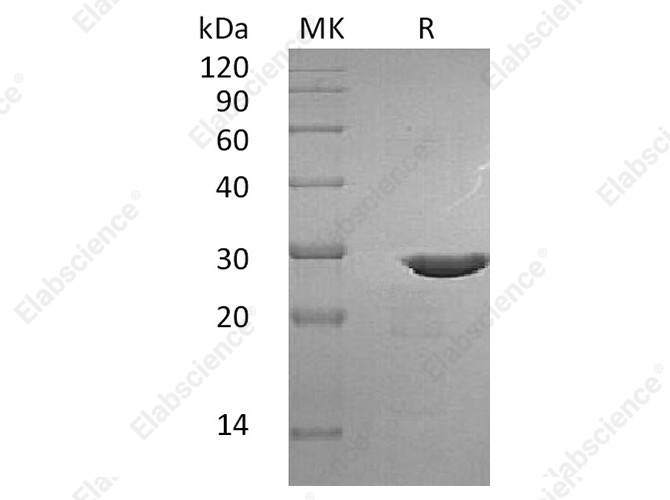 Recombinant Human BDNF Protein (with pro peptide) - 1