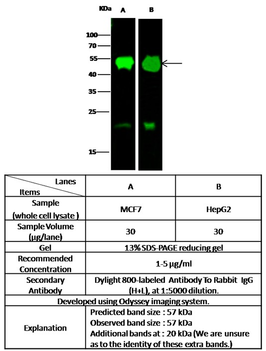 Recombinant P4HB/ERBA2L Monoclonal Antibody - small - 3
