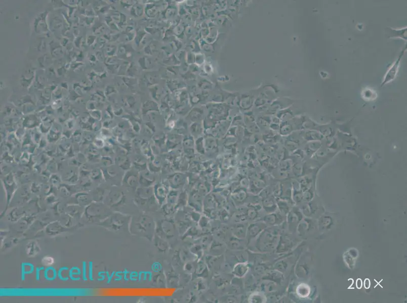 SAS Cell Complete Medium - small - 6